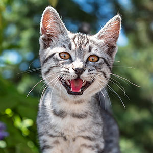 This is a picture of cat